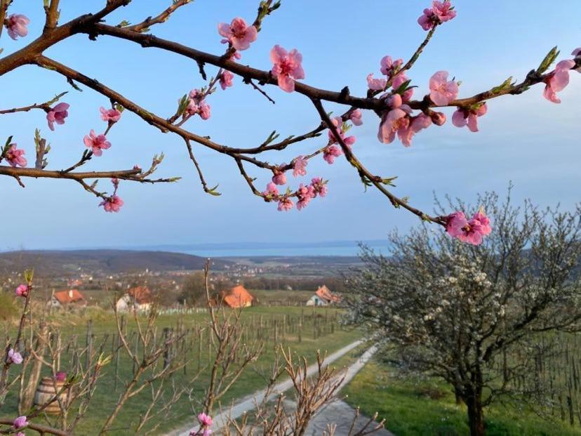 Appartement Panorama Borbirtok
